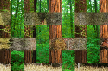 forest for the trees