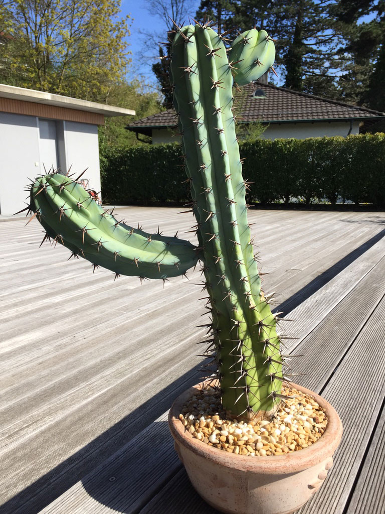 3-year-old Myrtillocactus Geometrizans