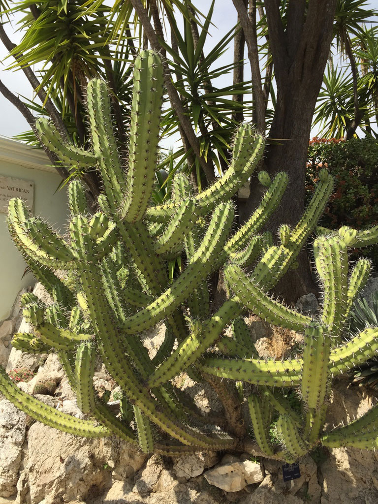 Le-Jardin-Exotique-de-Monaco-Myrtillocactus-Geometrizans