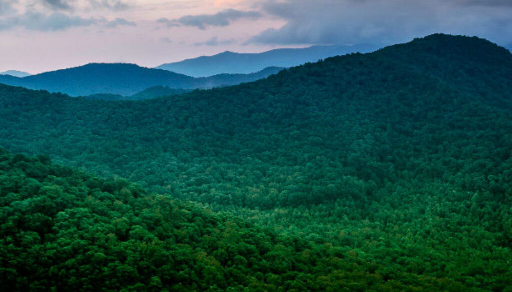 a-thousand-trees-cover-mountains A Presentation Is Worth a Thousand Trees