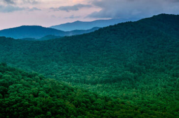 a-thousand-trees-cover-mountains A Presentation Is Worth a Thousand Trees