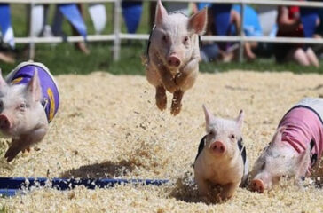 off-to-the-races