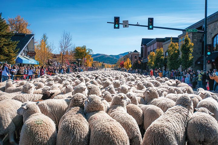 sheep-moving sheep-moving